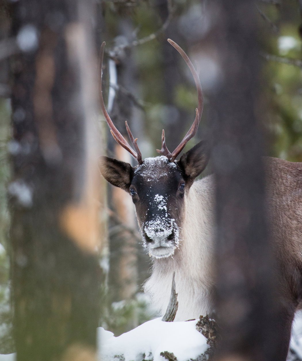 White Wolf Gray Ghosts, the Last Caribou in the Lower 48 States, Are