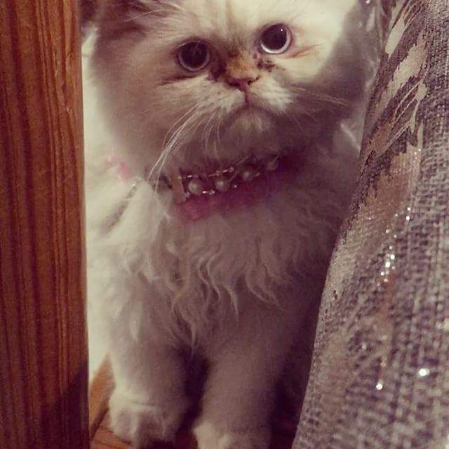 100 Gambar Kucing Imut-Imut Dan Lucu Untuk Wallpaper Hp 100 Gambar Kucing Imut-Imut Dan Lucu Untuk Wallpaper Hp