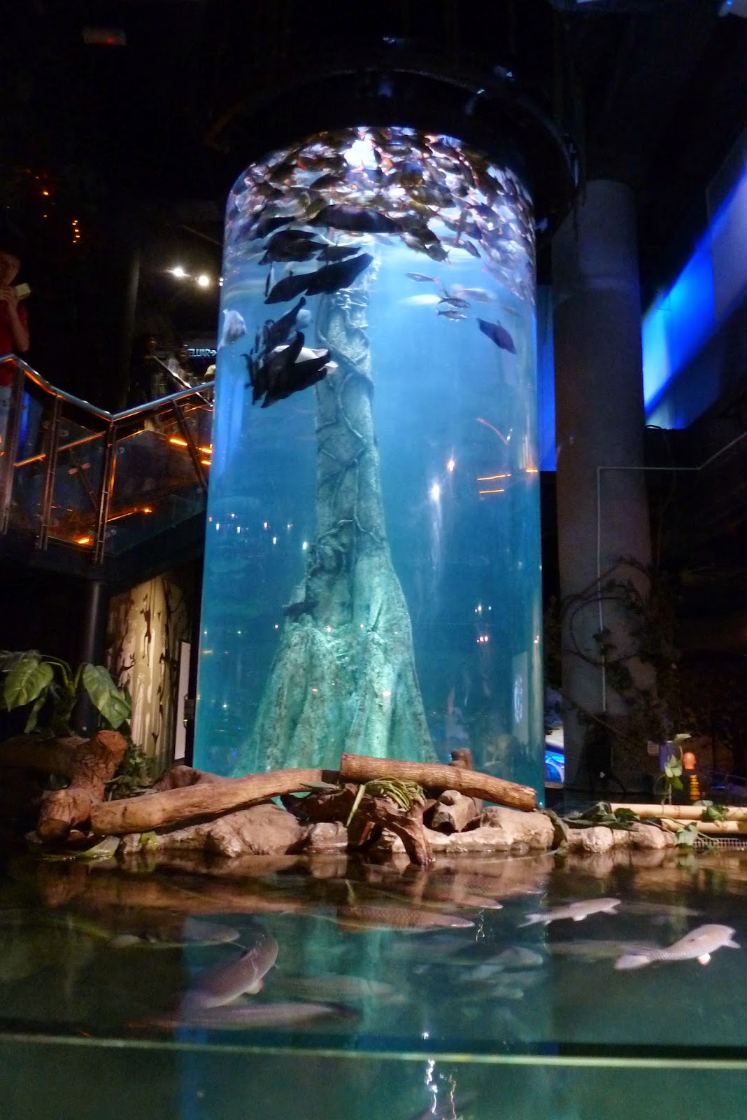 Kee Hua Chee Live! AQUARIA AT SURIA KLCC IS ONE OF THE BEST AQUARIUMS