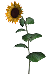 clipart sunflower flower palm trees flowers resolution thank leaf clip tree graphics transparent visiting designs