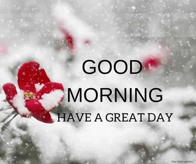 red rose in snow morning wishes