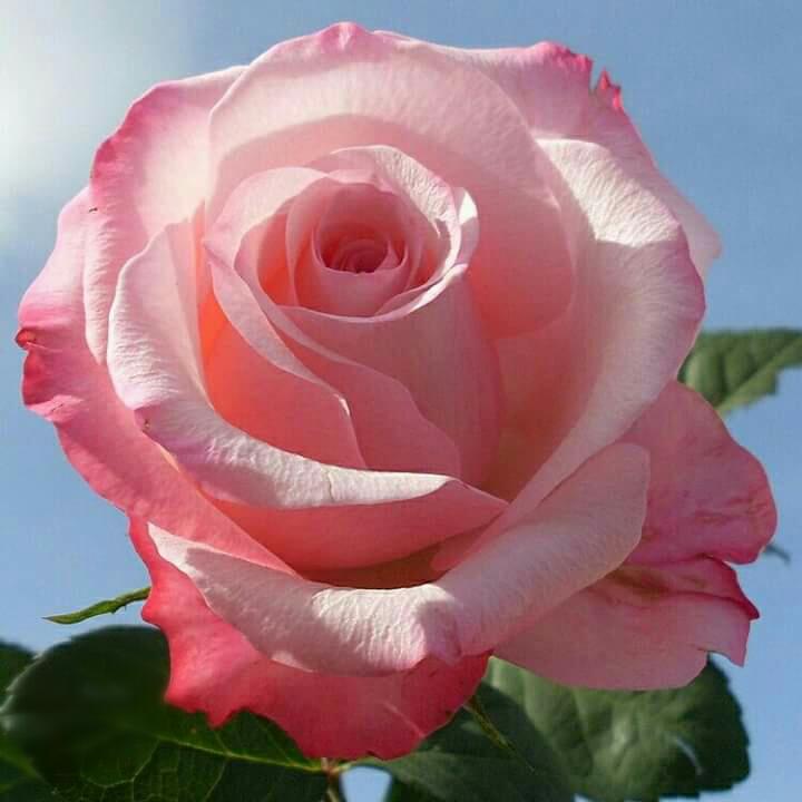 Never Hurts Anyone Feeling Roses For You