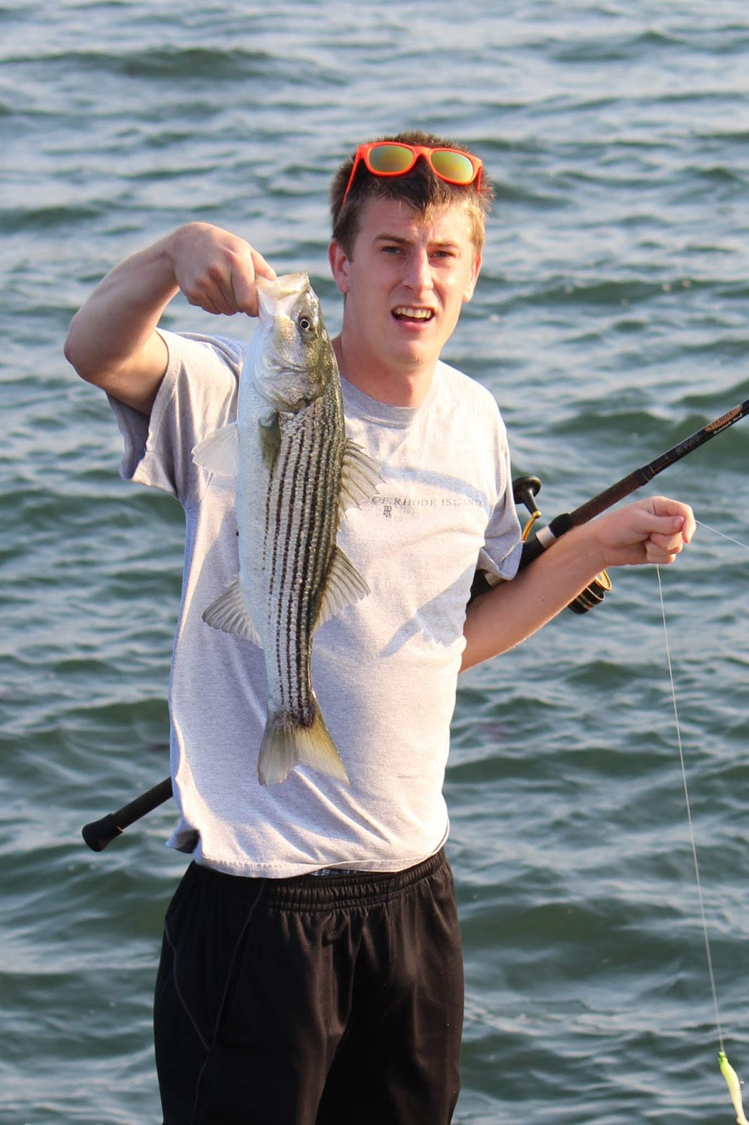 Rhode Island Striped Bass Find the Bait and You'll Find the Fish