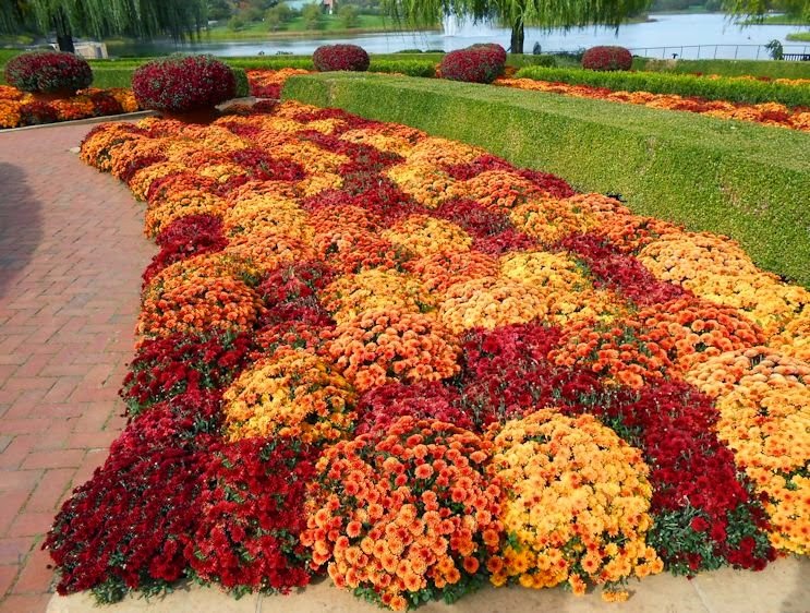 My Virtual Garden October Flowers in Chicago