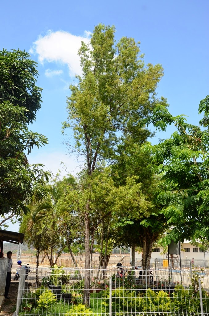 Ada Begitu Banyak Pohon Hutan Indonesia yang Bisa Diintroduksi Sebagai  Pohon Pelindung/Penghijauan | FLORA INDONESIA (Botanical Survival)