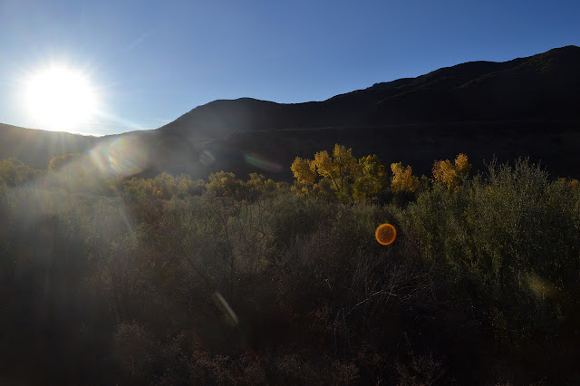 sun and yellow tops