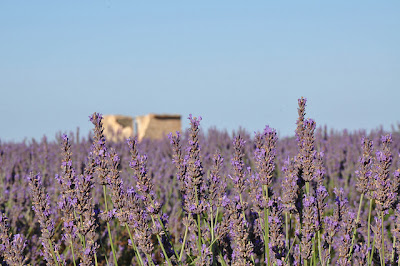 lavanda Provenza