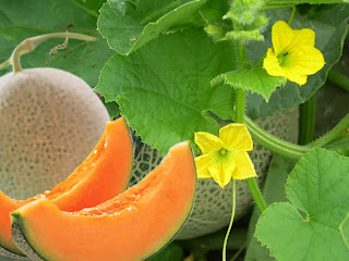 5 Khasiat Manfaat Buah Melon Untuk Kesehatan