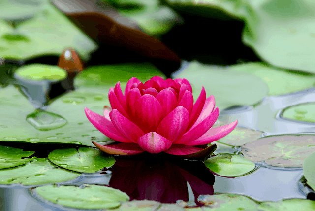 Lotus Flower Photos 