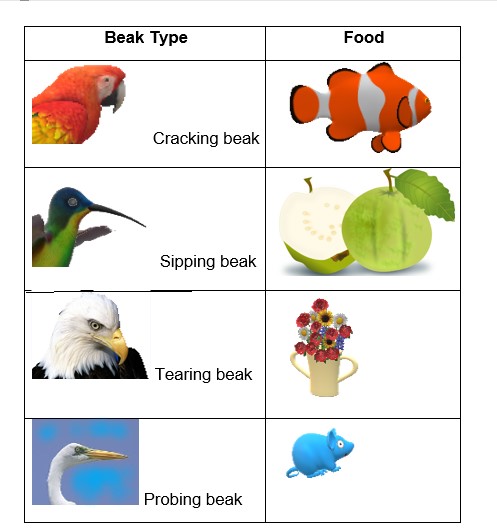 Class-3 Science, Chapter-2 Animals:Birds