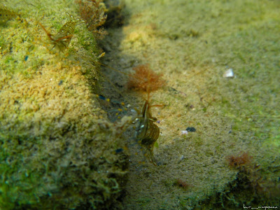 Marea Neagra Black Sea underwater images poze subacvatice CREVETA DE IARBĂ, GARIDA (Palaemon adspersus) Palaemonidae Decapoda