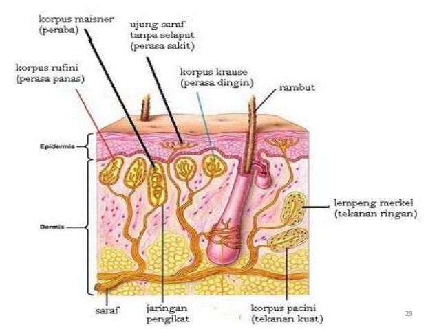 Ujung saraf indera pada kulit terdapat pada lapisan