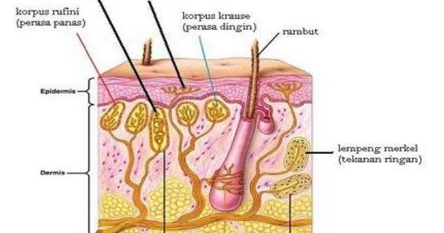 Yang lapisan saraf kulit pada lapisan adalah terdapat indera ujung √ Pengertian