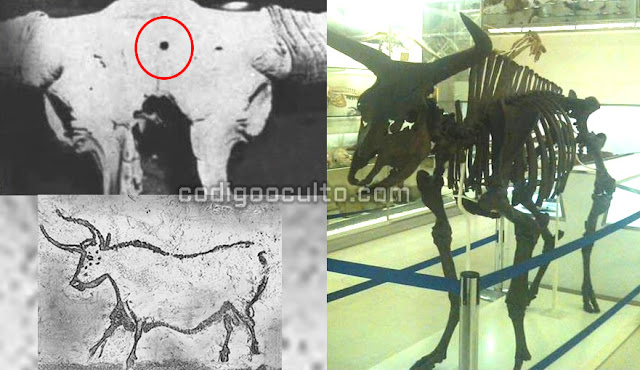 Cráneo de un Auroch o Uro (especie extinta) con un agujero similar al que causaría una bala en el hueso de la frente.