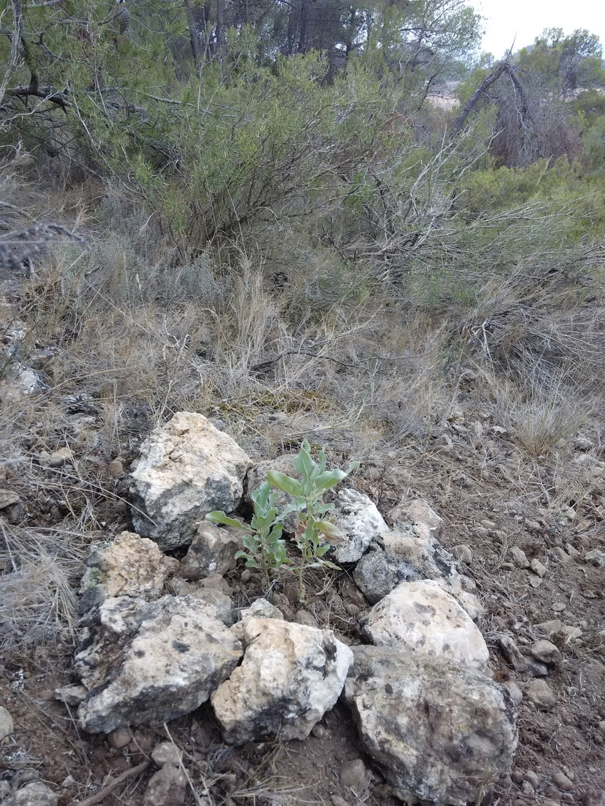 ASOCIACIÓN SALVATIERRA SITUACIÓN DE LA JARA BLANCA EN LA SIERRA DE SALINAS