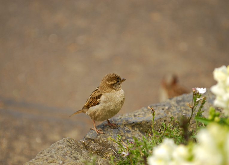 sparrow