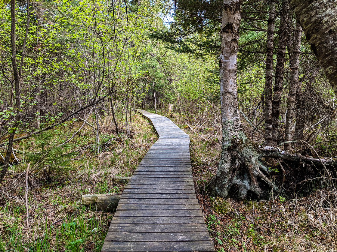 Hiking the North Country Trail Brule Bog