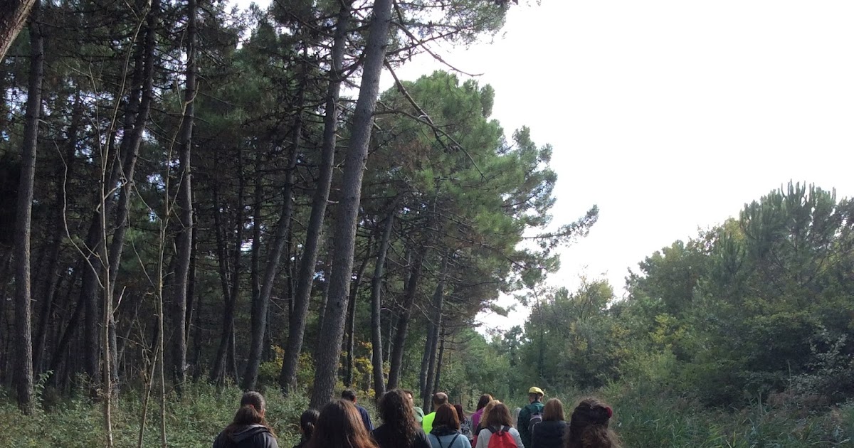 Living Ravenna di Classe