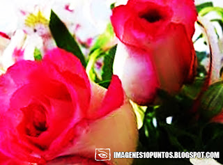 imagenes de rosas imagenes de rosas