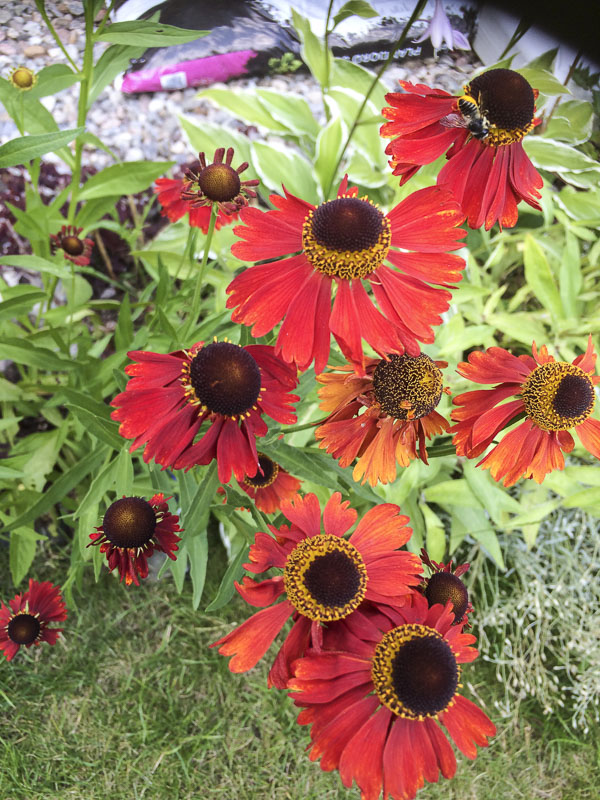 solbrud, helenium, moreheim_beauty solbrud, helenium, moreheim_beauty