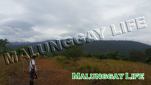 Malunggay Life's malunggay farm / moringa farm in Palawan, Philippines