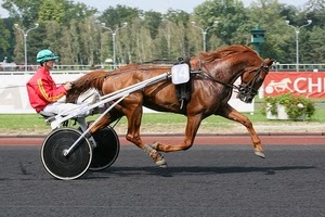 cheval trotteur français