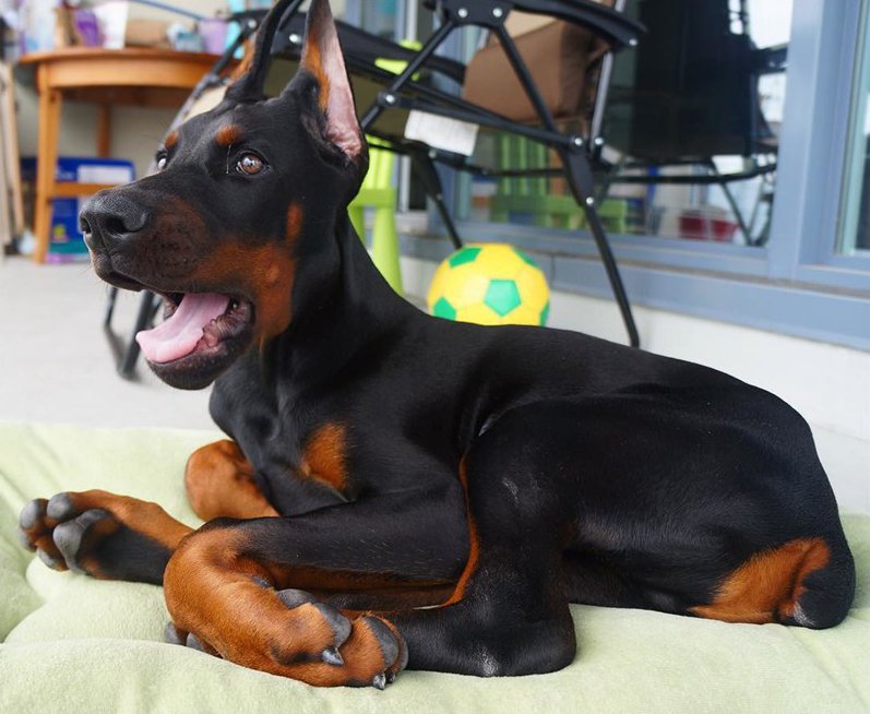 Doberman Pinscher puppy My Interests
