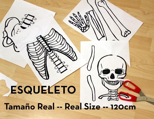 http://www.slideshare.net/nitdia/real-size-squeleton-esqueleto-esquelet