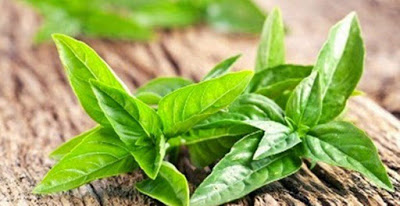 Ketahuilah 5 Bahan Alami Untuk Mengatasi Pigmen Kulit Rusak Ketahuilah 5 Bahan Alami Untuk Mengatasi Pigmen Kulit Rusak