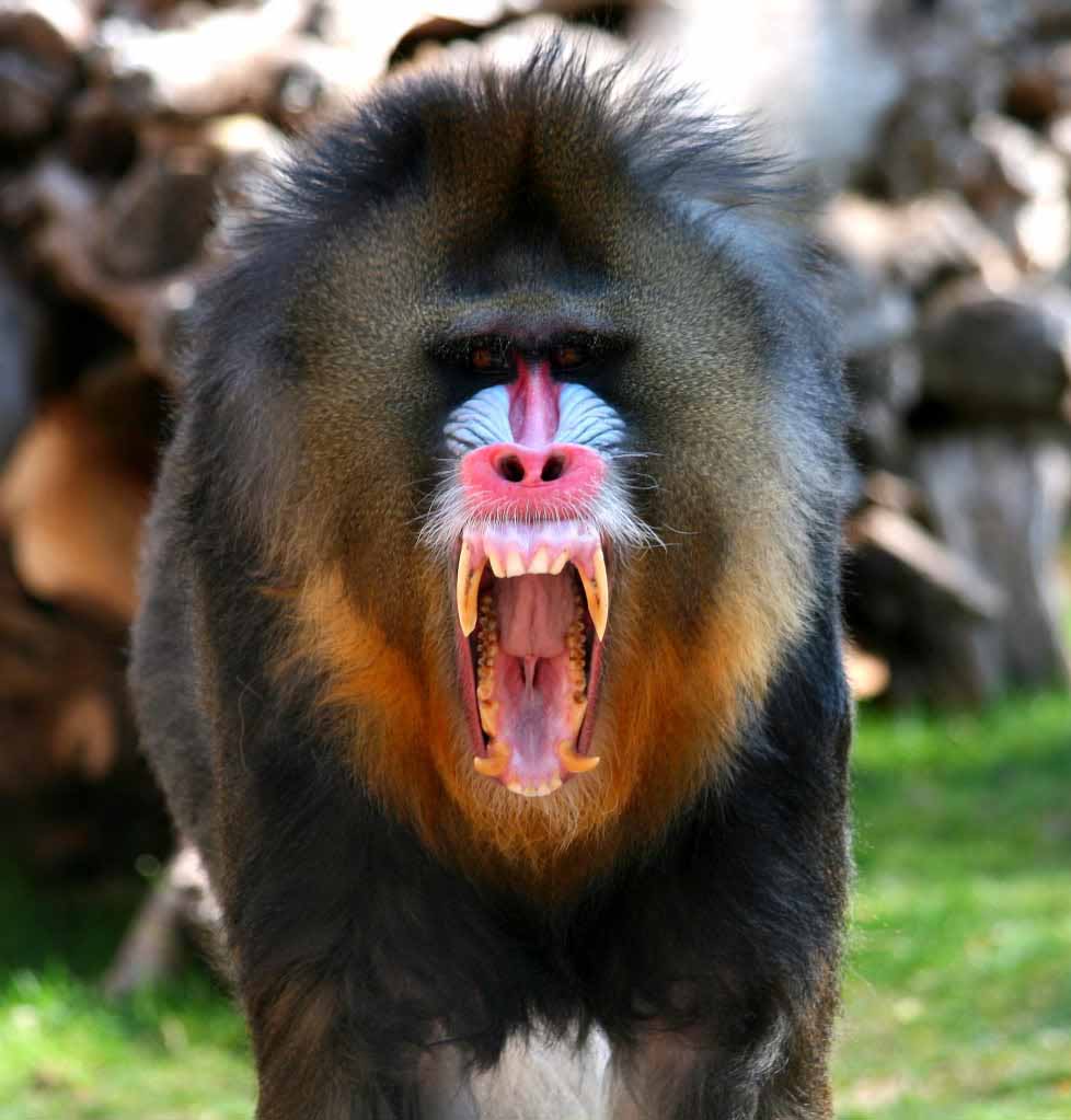 Mandrill Mandrill