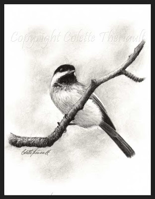 Black Capped Chickadee charcoal drawing in pencil by Wildlife Artist Colette Theriault