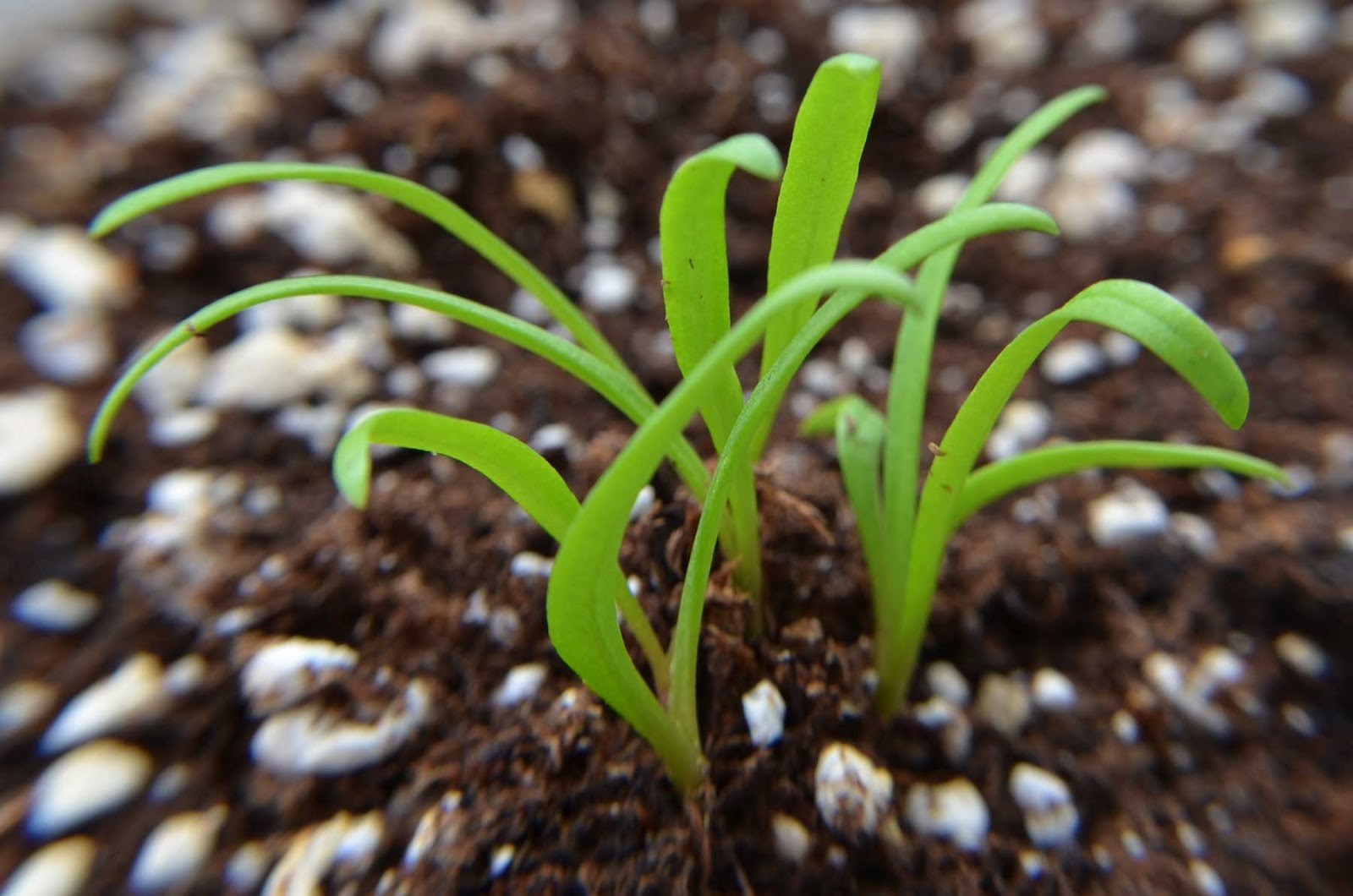 Росток плодоносный иосиф. Росток рассады огурца. Плохо всходит. Росток растения. Ростки клубники из семян.