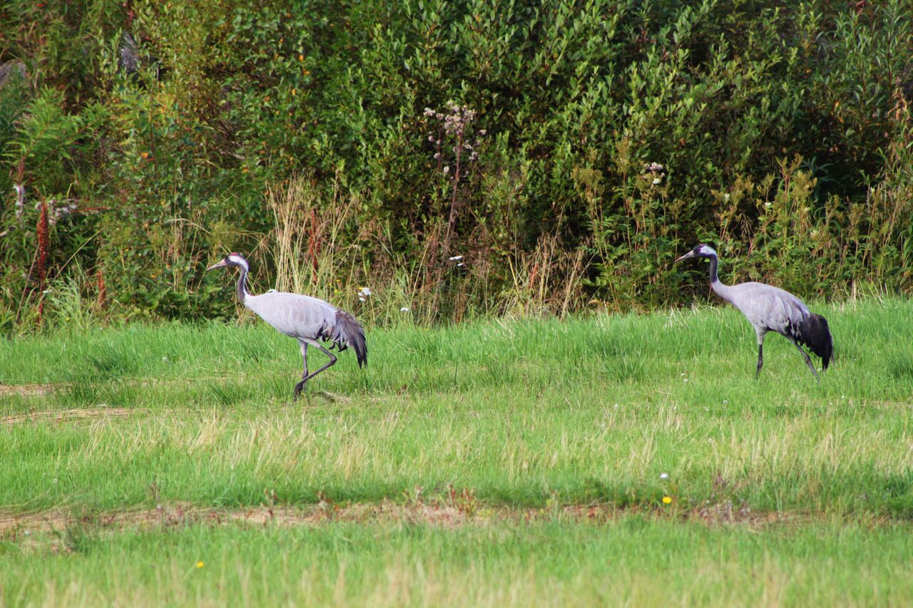 homo isä porno kuvia