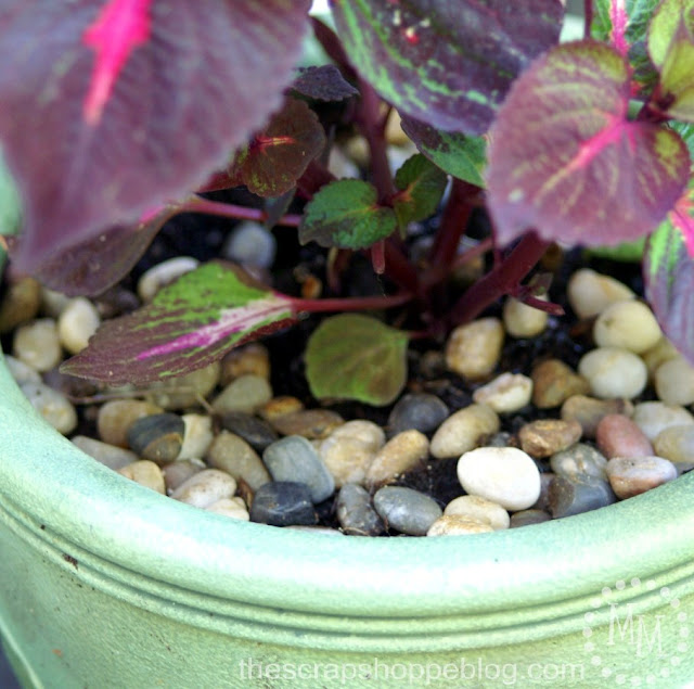 rocks in potted plants