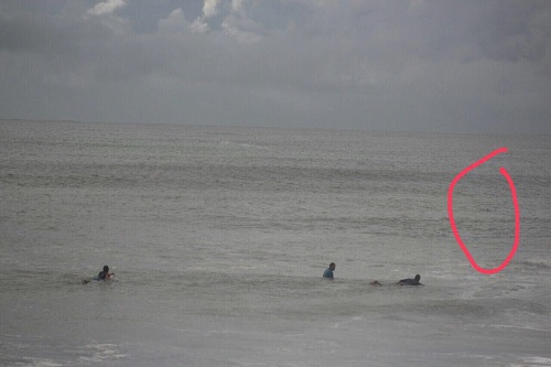 Corpo de Bombeiros nega presença de tubarão na praia do norte, em Ilhéus