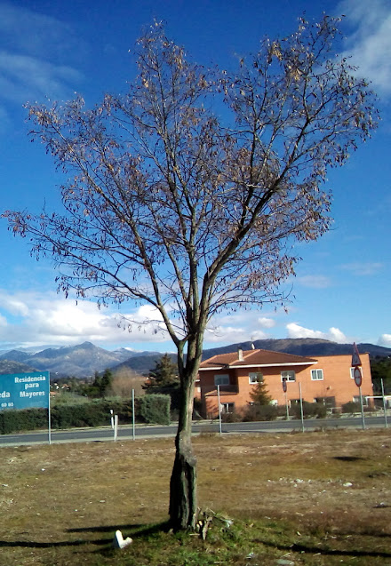 Falsa acacia (Robinia pseudoacacia L.).