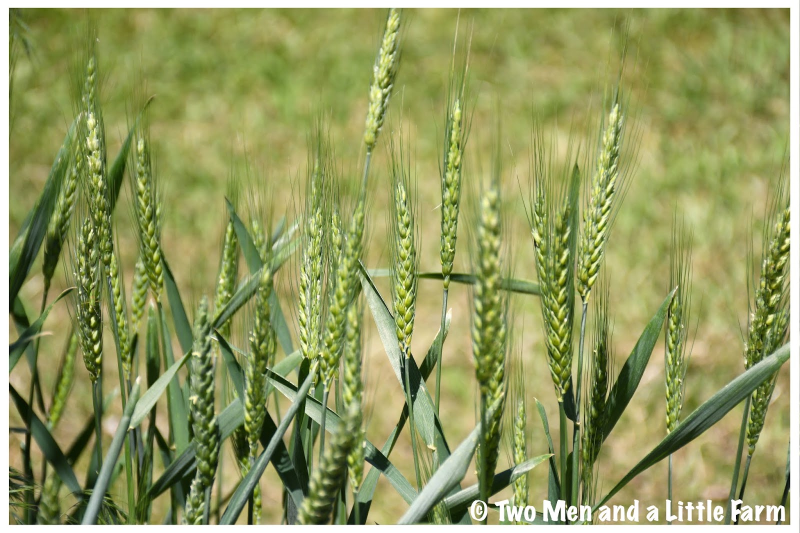 Two Men and a Little Farm EZSTRAW MULCH IS NOW A WHEAT CROP