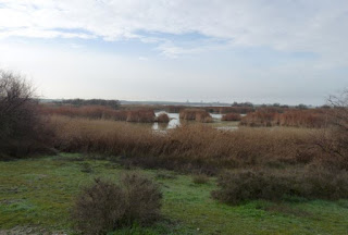 Las Tablas de Daimiel, provincia de Ciudad Real. Las Tablas de Daimiel, provincia de Ciudad Real.