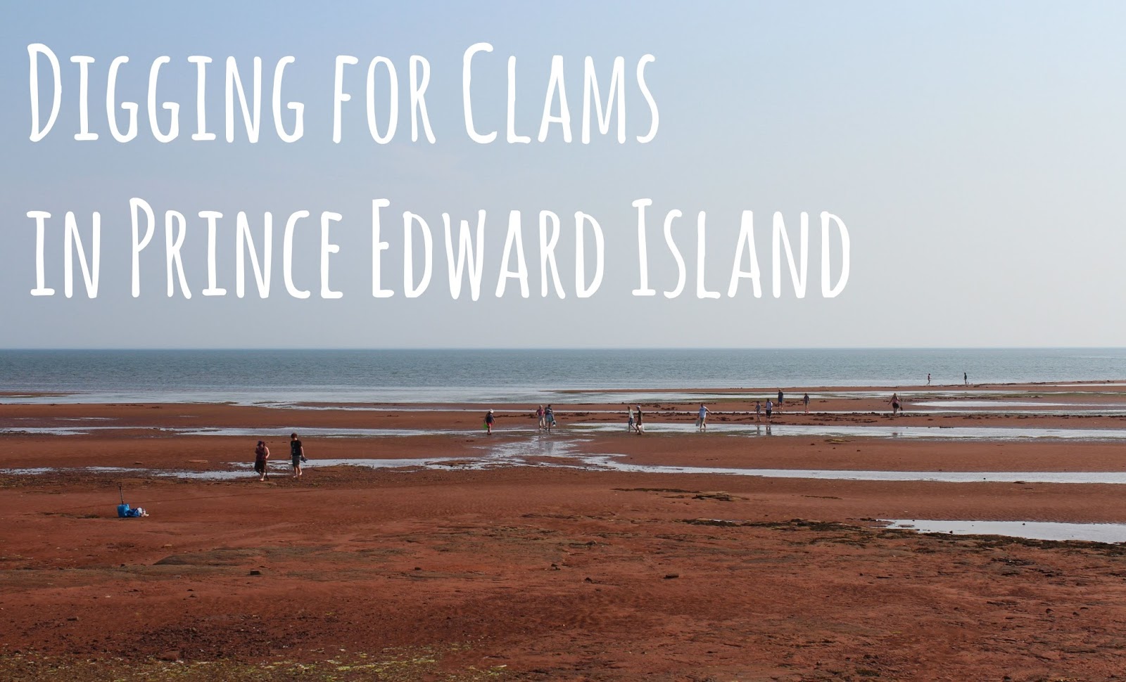 Digging for Clams in Prince Edward Island