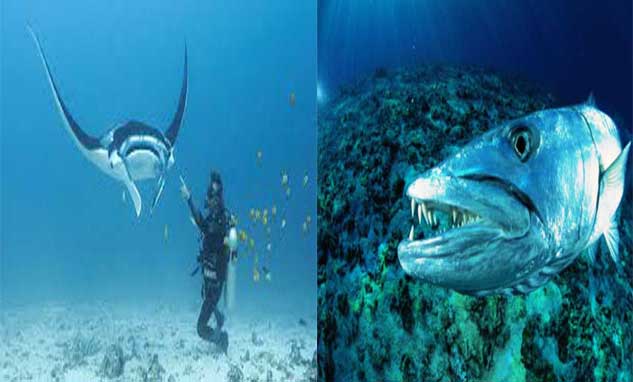 Komodo dive sites Komodo Indonesia diving