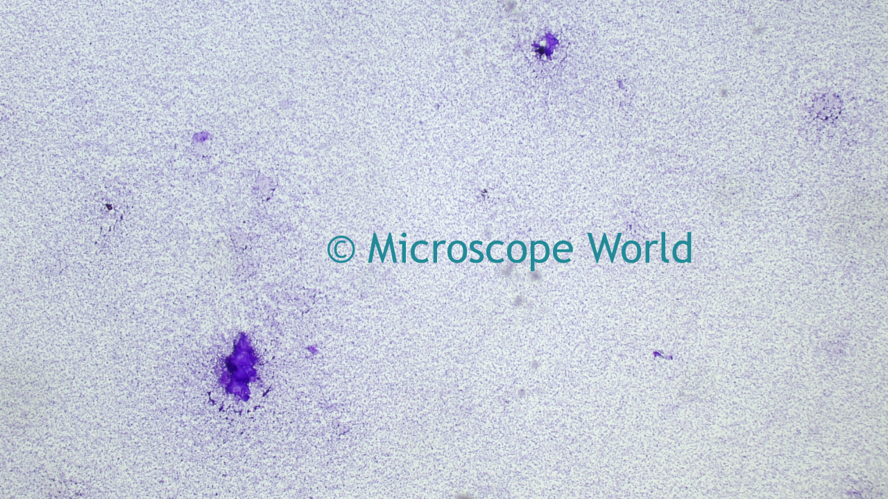 microscope world blog bacillus subtilis under the microscope