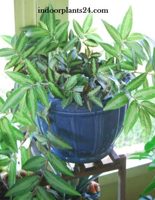 🤷Trailing Watermelon Begonia Pellionia repens Indoor Plant Fact, Care