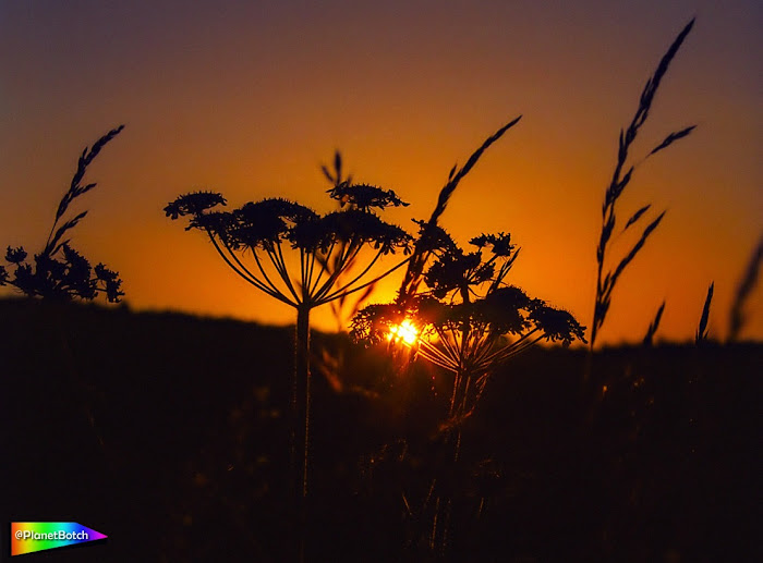 Grasshopper Sunset by Bob Leggitt