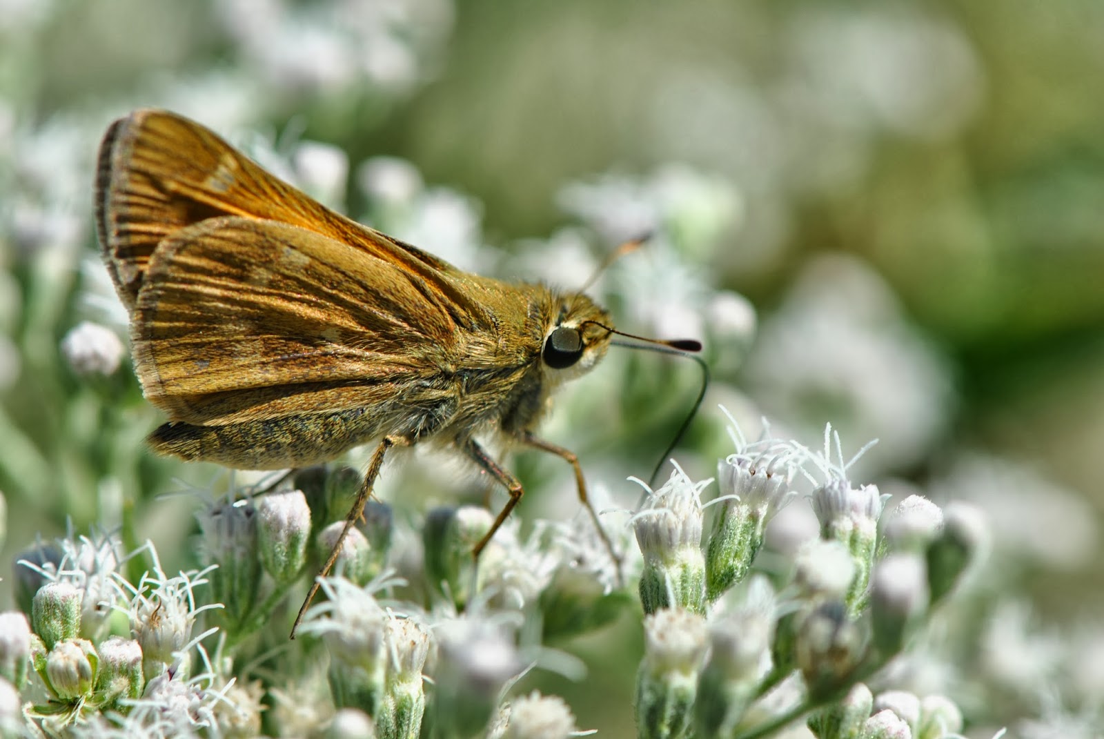 Craze On Photography Amazing Buterflies And Their History