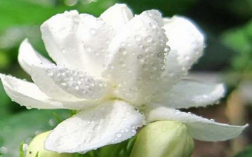 Unduh 5000+ Wallpaper Bunga Kenanga Unduh 5000+ Wallpaper Bunga Kenanga