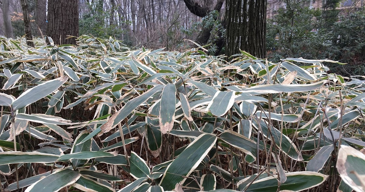 Dwarf Bamboo and Confusing Kanji