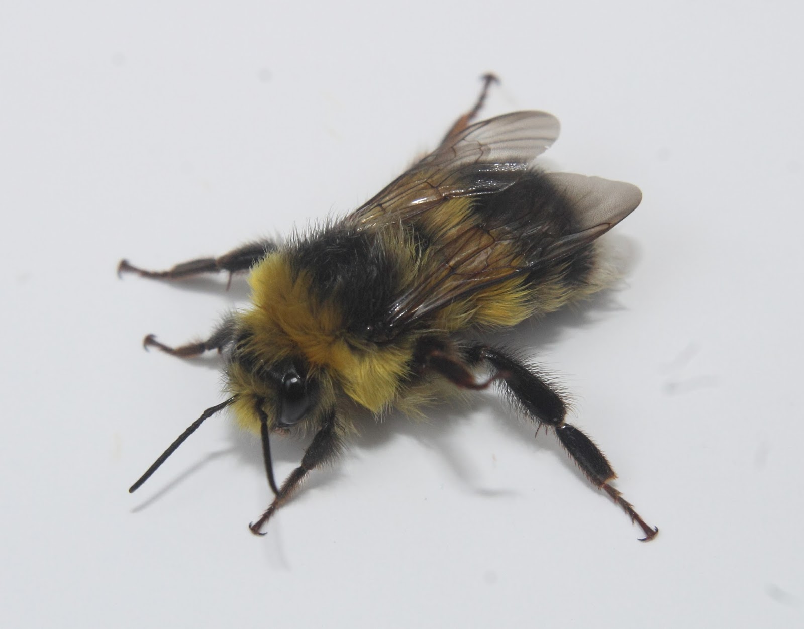 Valley Naturalist Heath Bumblebee