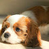 8 Tips for Taking Care of Your Dog