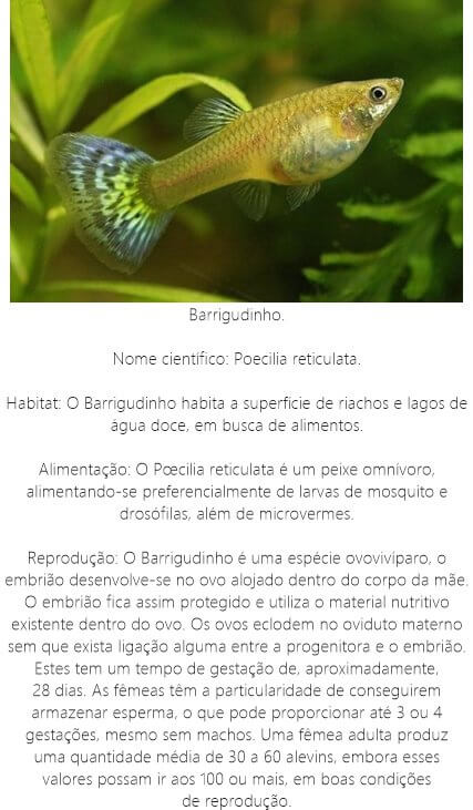 Peixe-Barrigudinho
