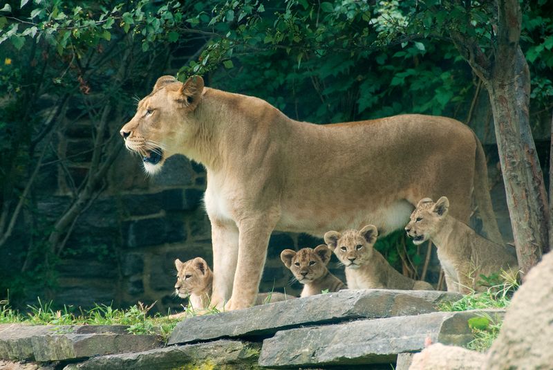 Trabajar en el zoo: Cuidados del león